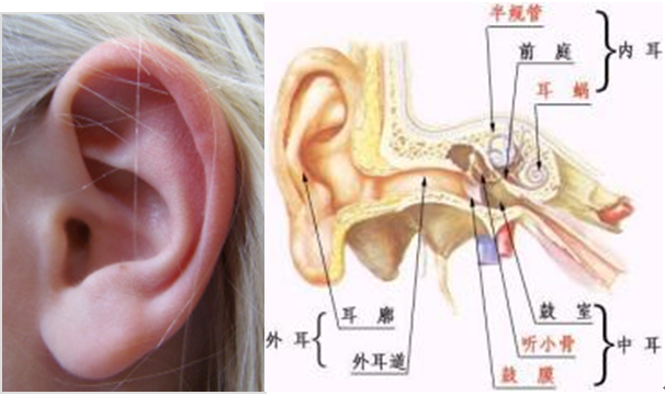 鼓膜穿孔是否構成輕傷？